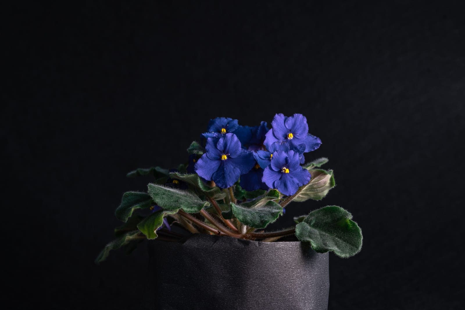 Close-up of blooming African violet flowers in a black pot