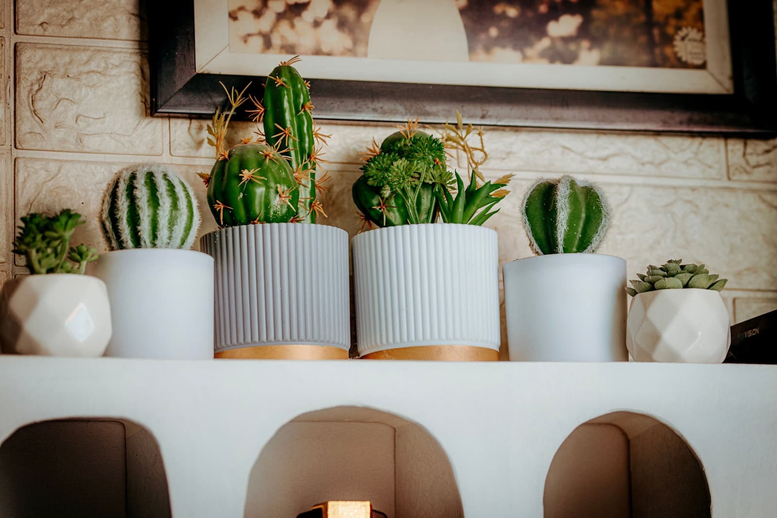 A collection of succulents and cacti arranged in modern pots on a shelf