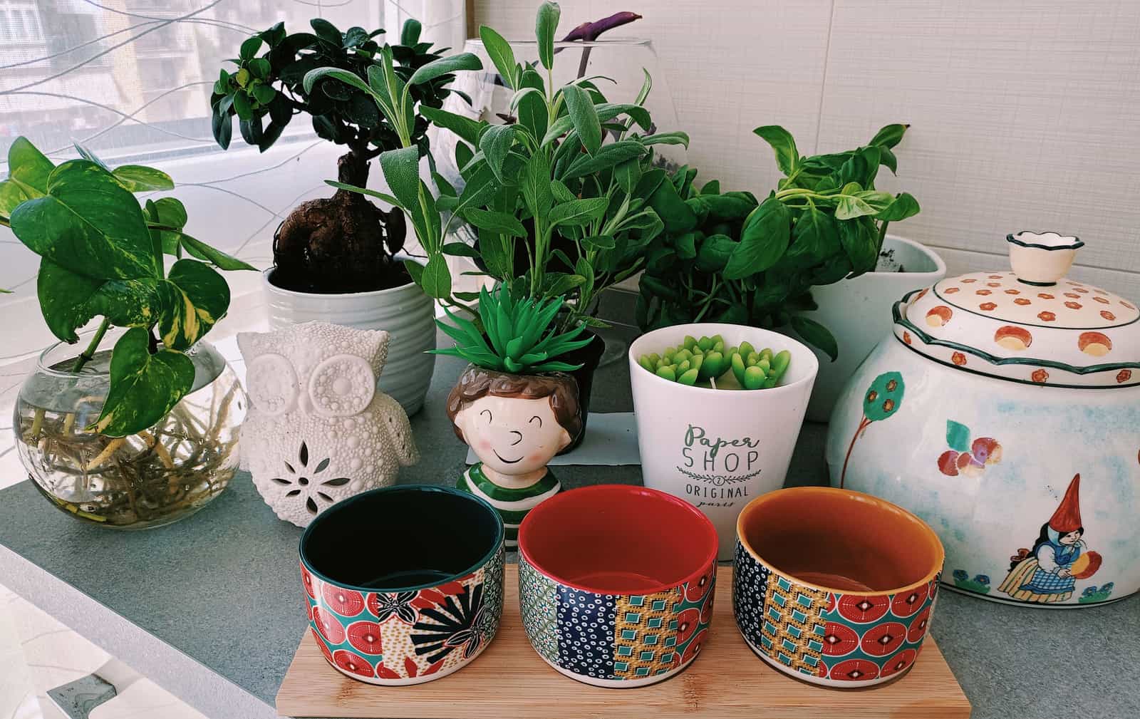 Two potted houseplants side by side on a surface