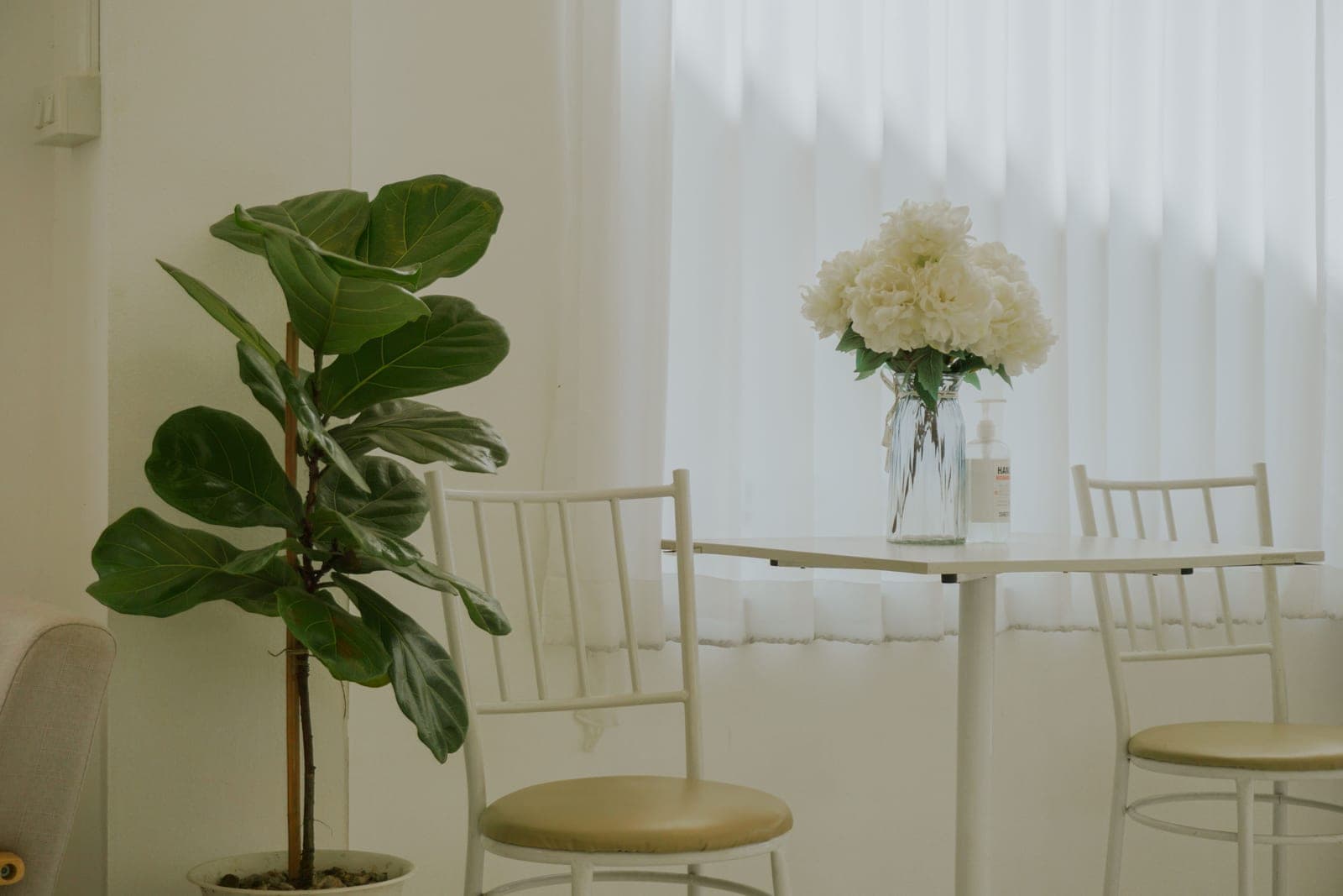 A minimalist interior with a large potted plant beside a table