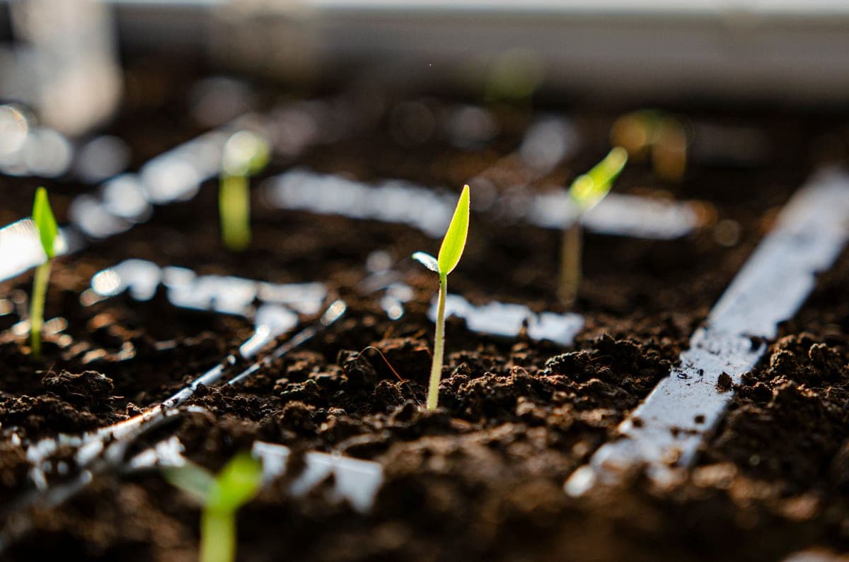 Seeds germinating in dark potting soil, shot close up