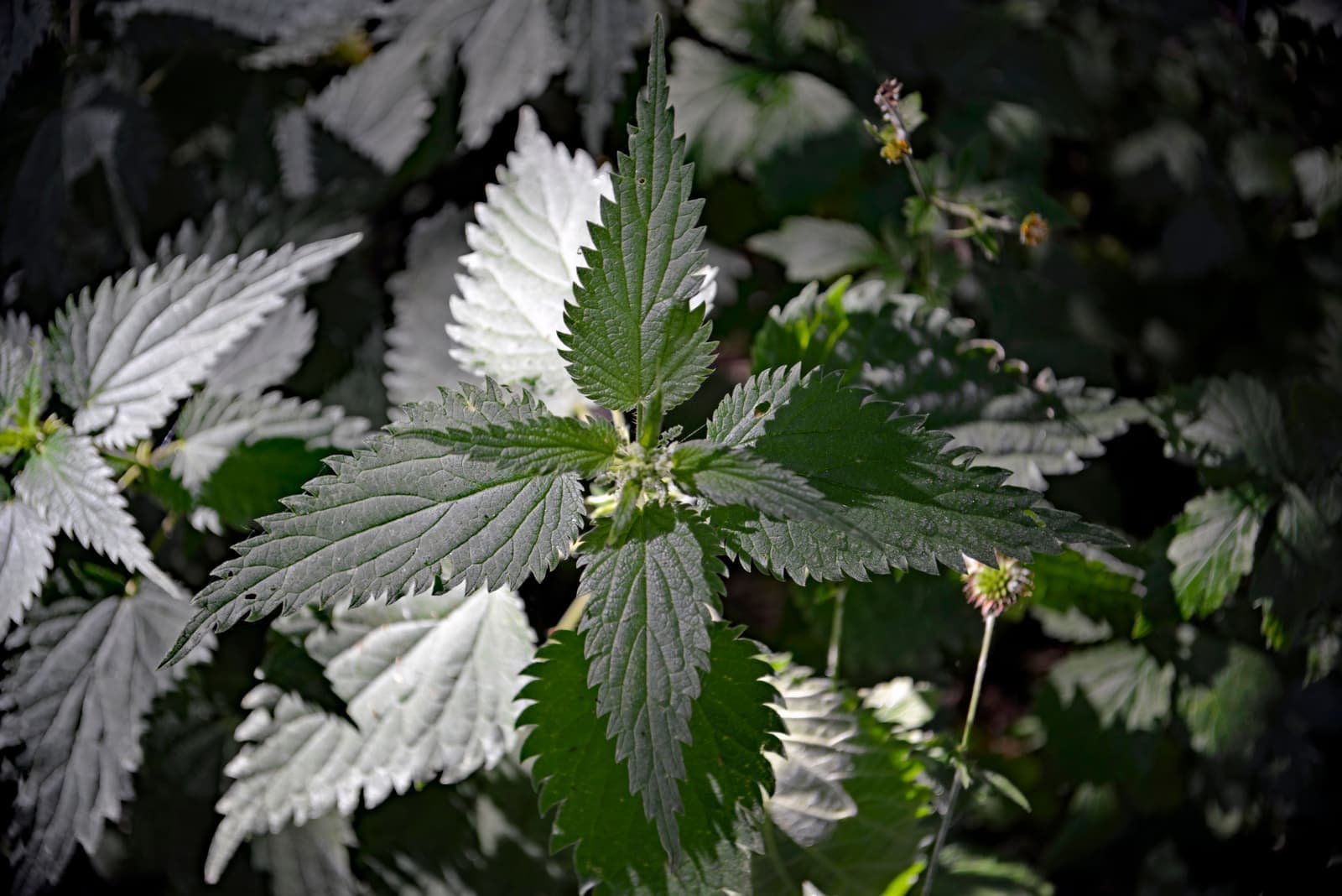 Bright green leaves lit strongly from above