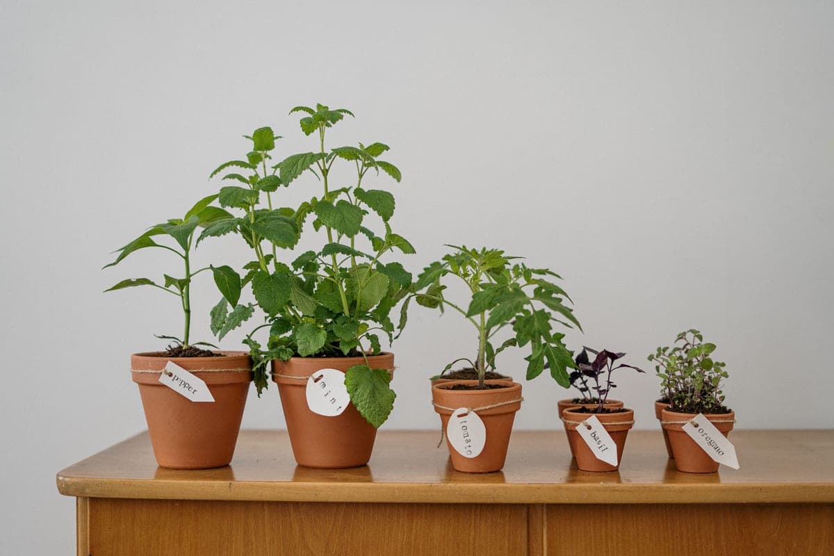 Pots of fresh culinary herbs growing on a kitchen counter