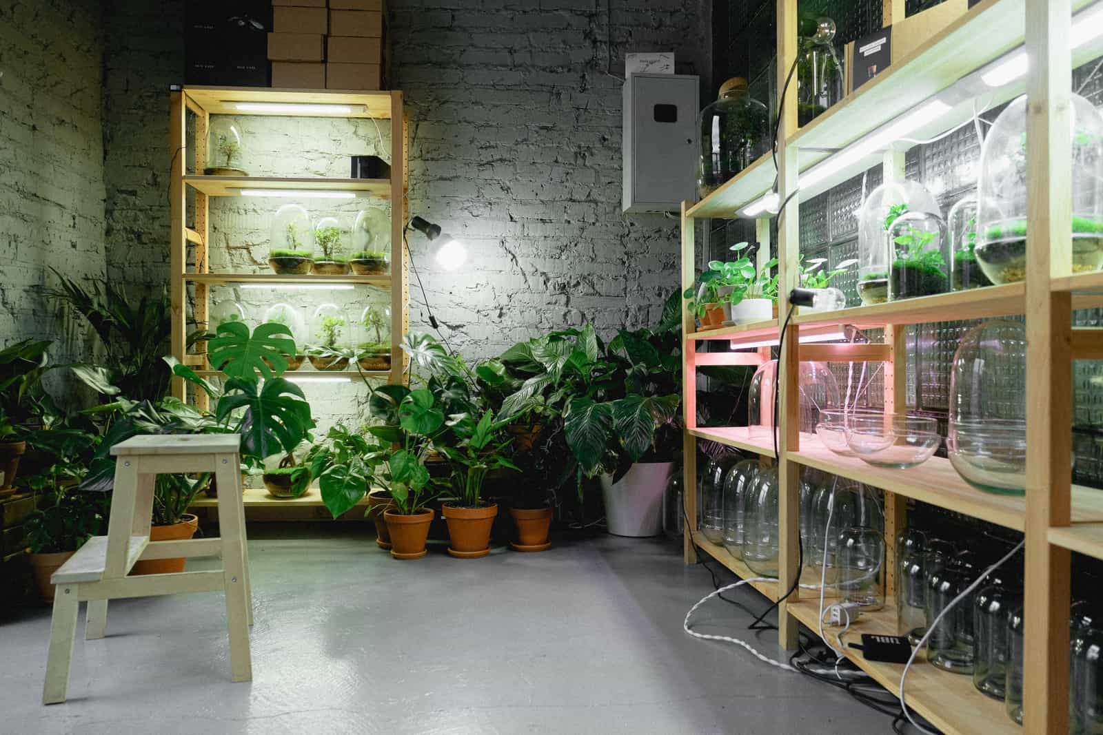 An indoor growing space with several plants under artificial lighting