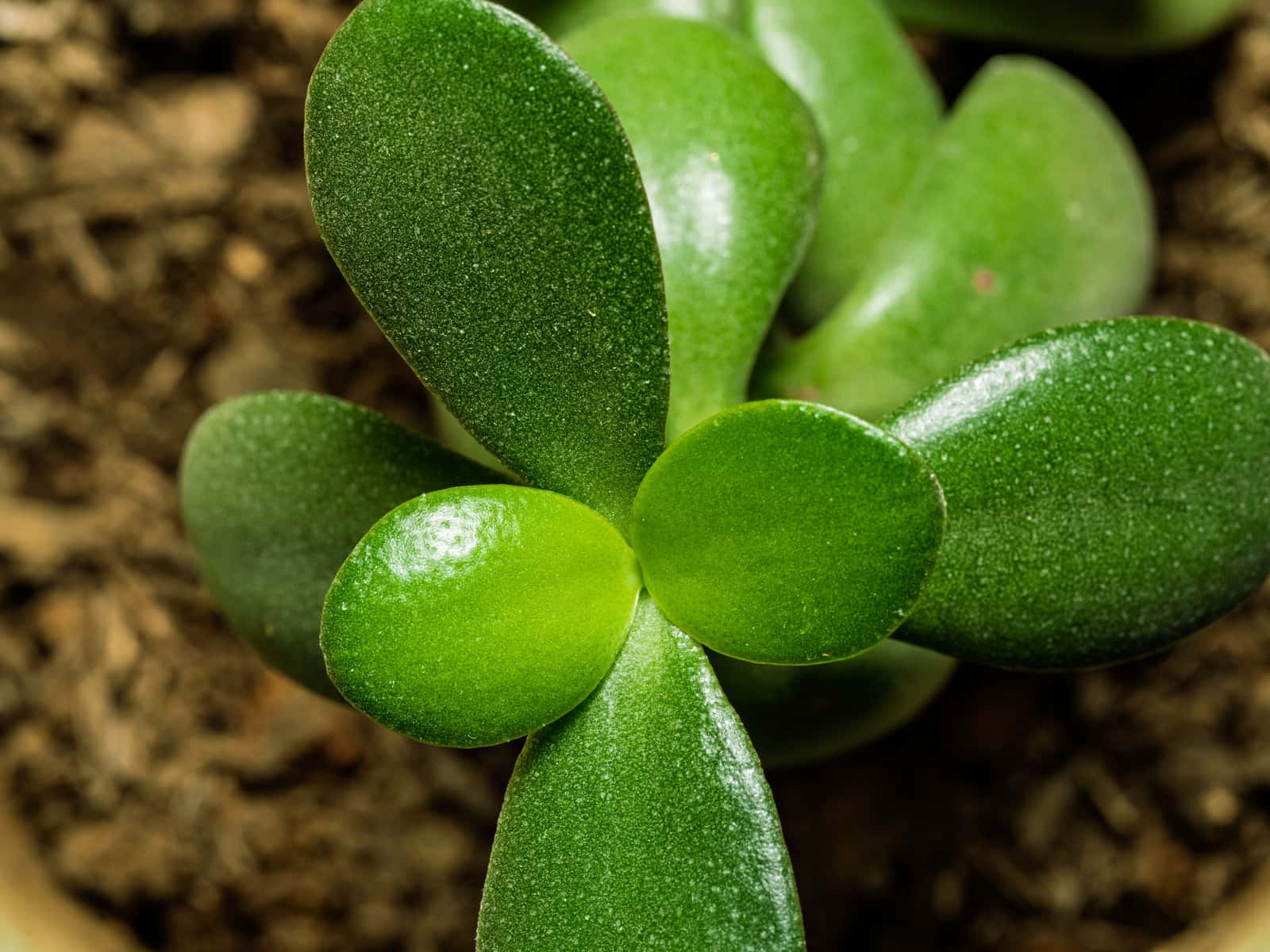 Close-up of a jade plant showing its thick, fleshy leaves