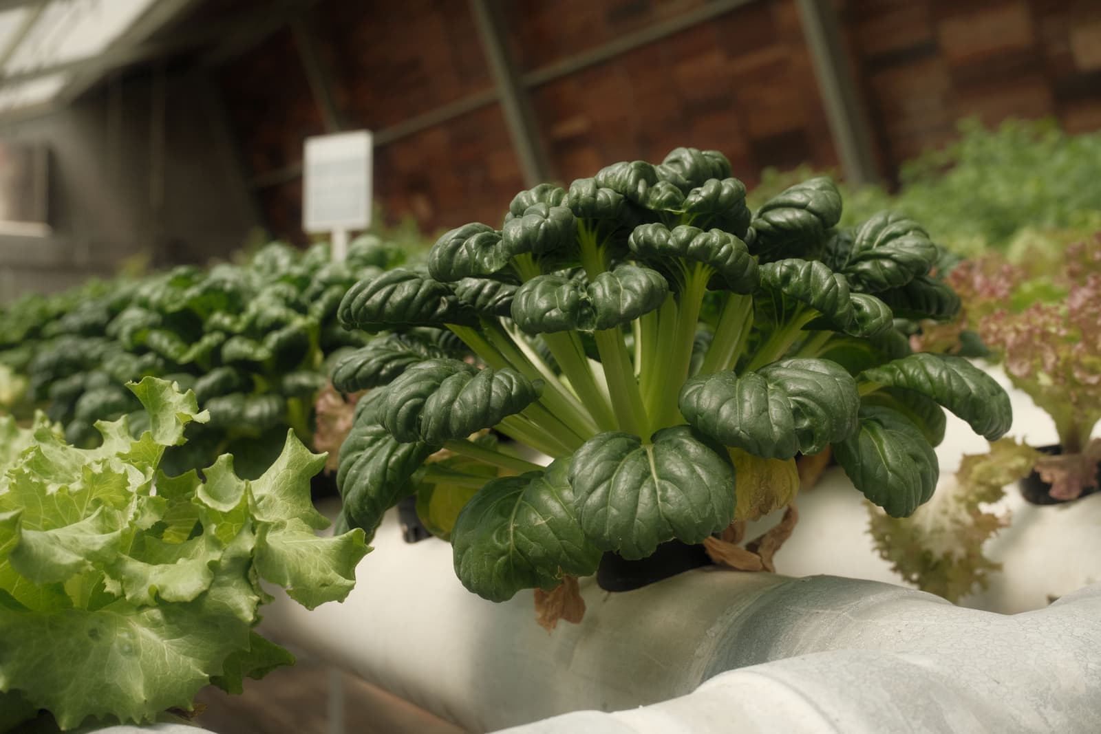Leafy green vegetables growing indoors under artificial lighting
