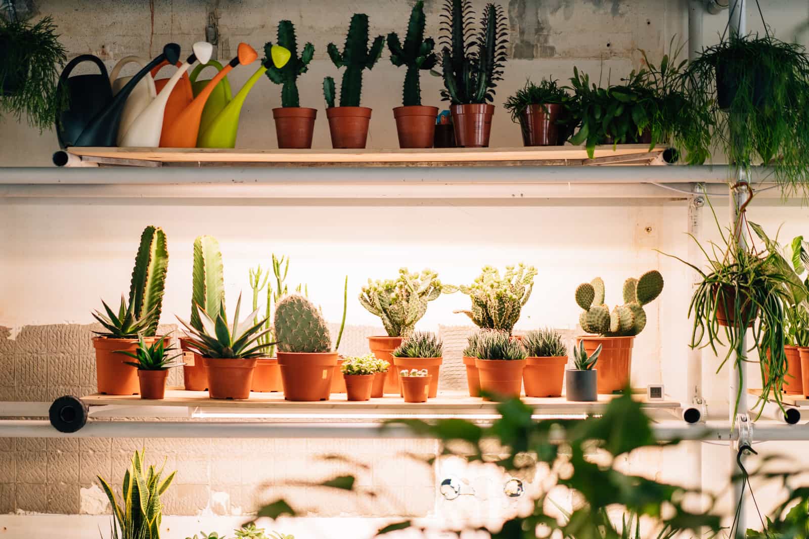 An indoor display of assorted succulents and cacti in terracotta pots on shelving