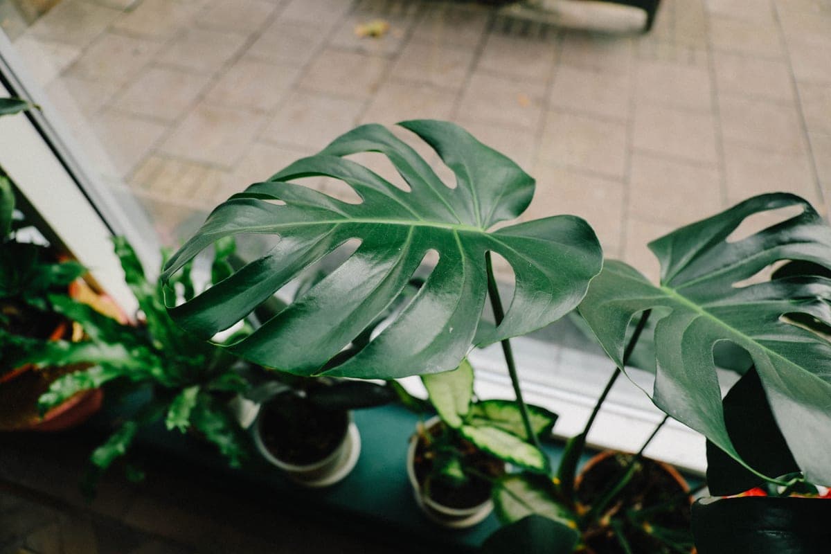 A monstera deliciosa with large split leaves growing indoors