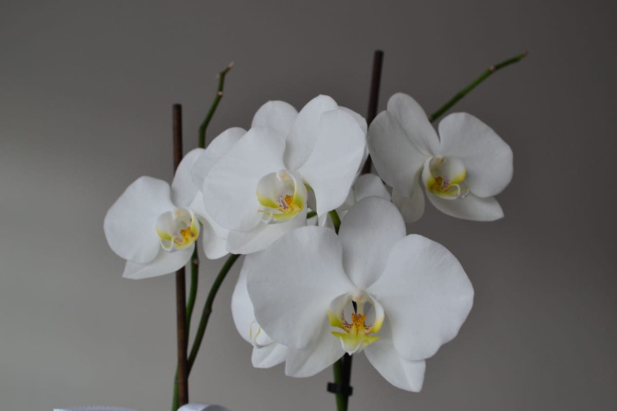 A white phalaenopsis orchid in flower on a windowsill
