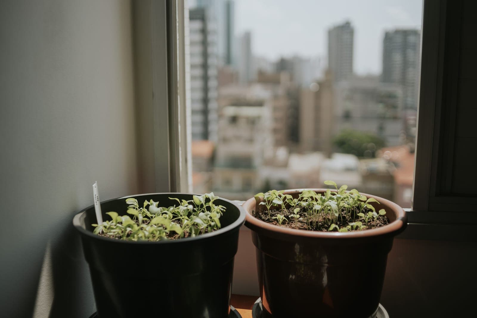 Two potted plants on a windowsill with a blurred city view behind them