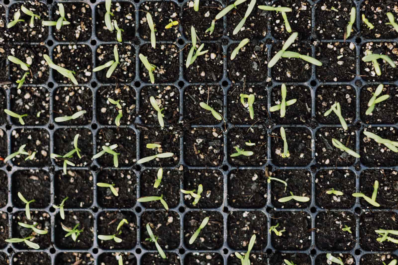 Top view of young green seedlings growing in black planting trays