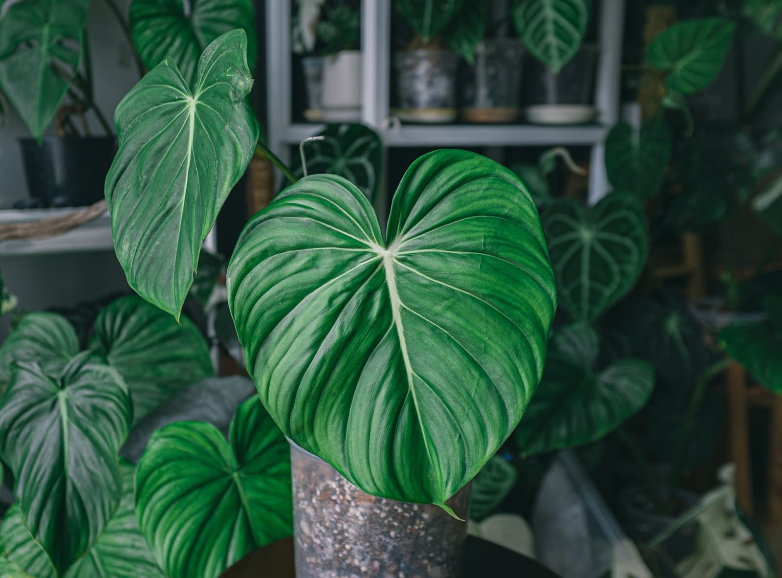 Close-up of a philodendron leaf showing its heart shape in a potted setting