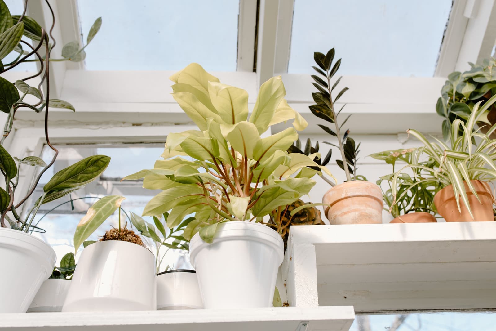 Potted indoor plants on a shelf beside a bright window