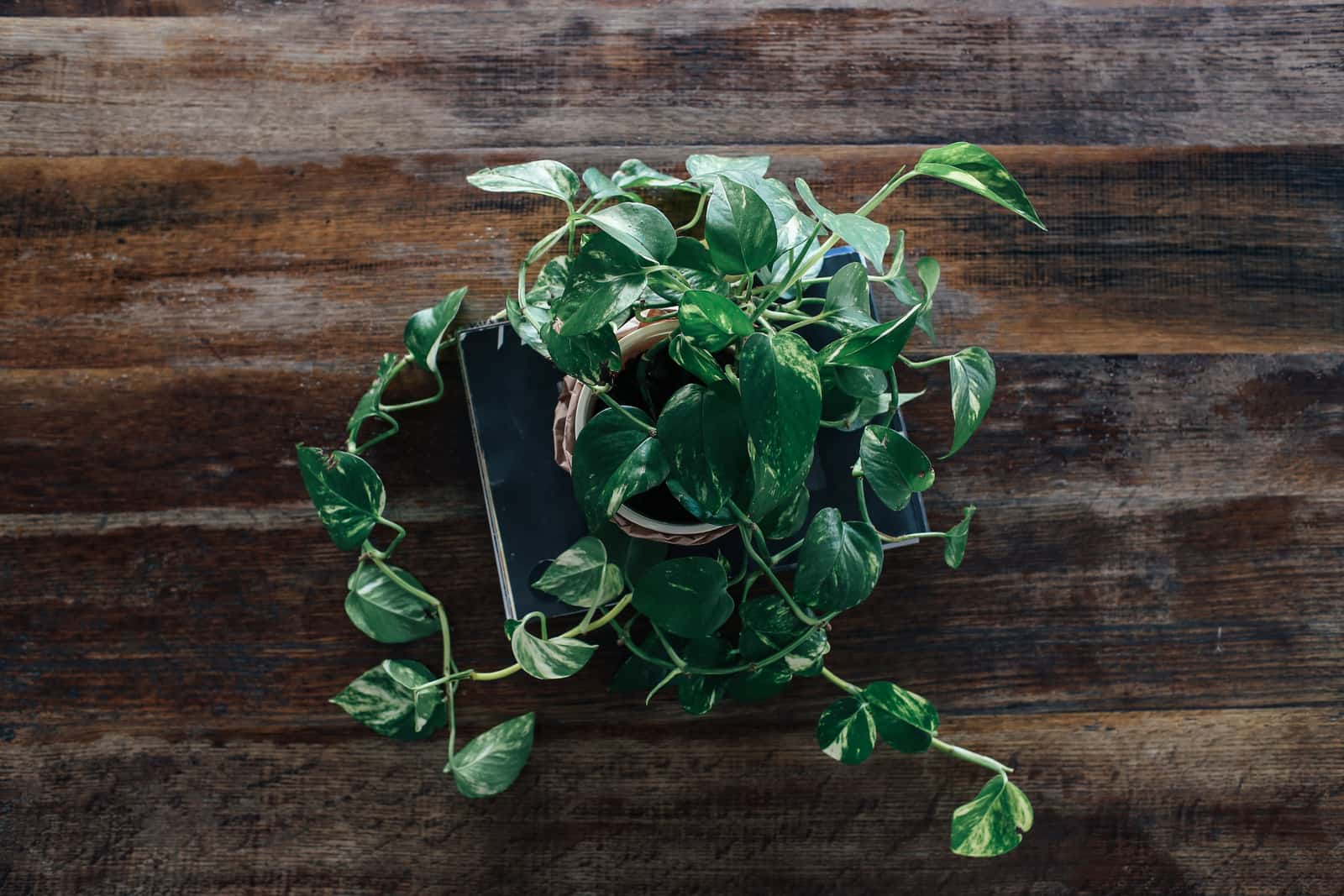 Top view of a lush green potted plant on a rustic wooden table