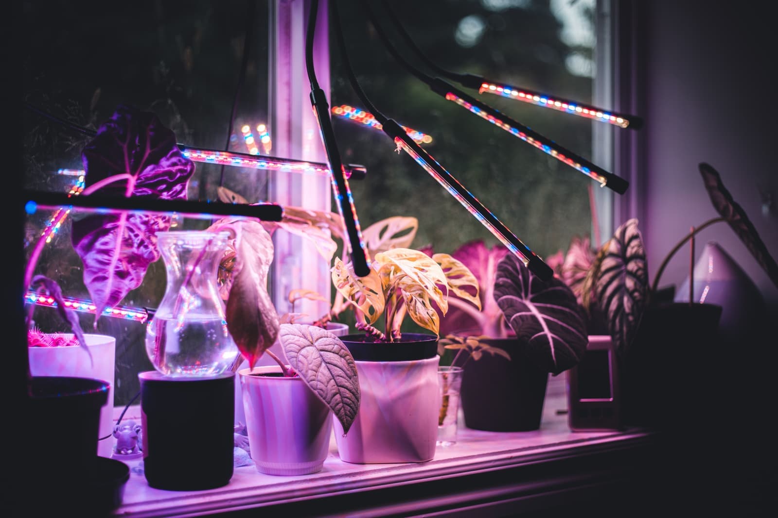 Potted plants lit by a purple-pink LED grow light indoors