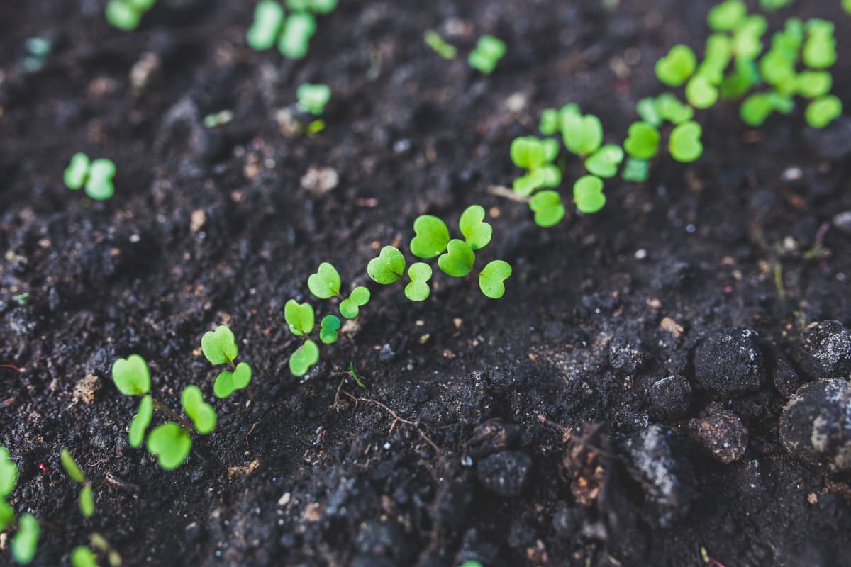 A close-up of a young green seedling growing in soil under bright light
