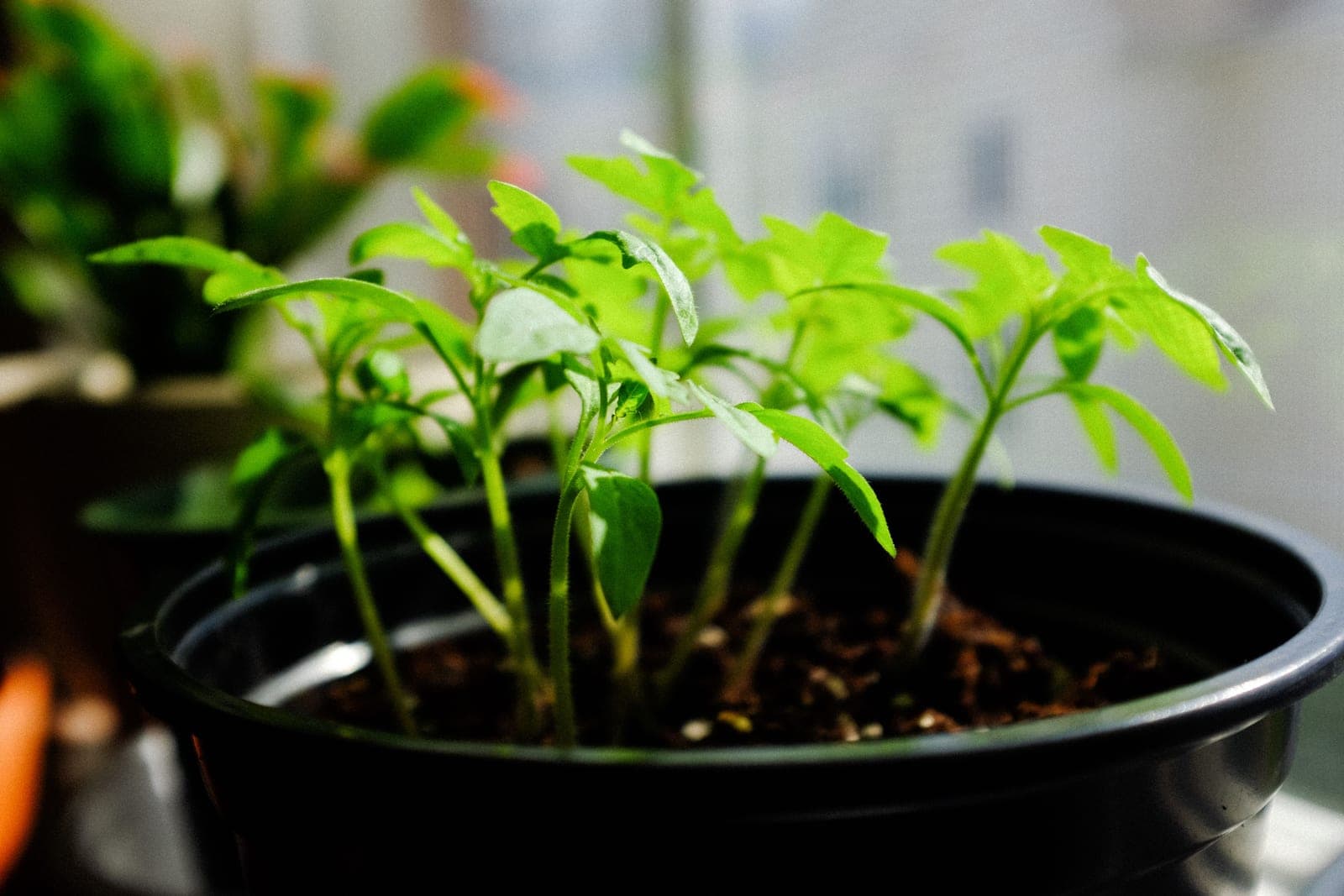 A tall thin green seedling growing in a small pot indoors