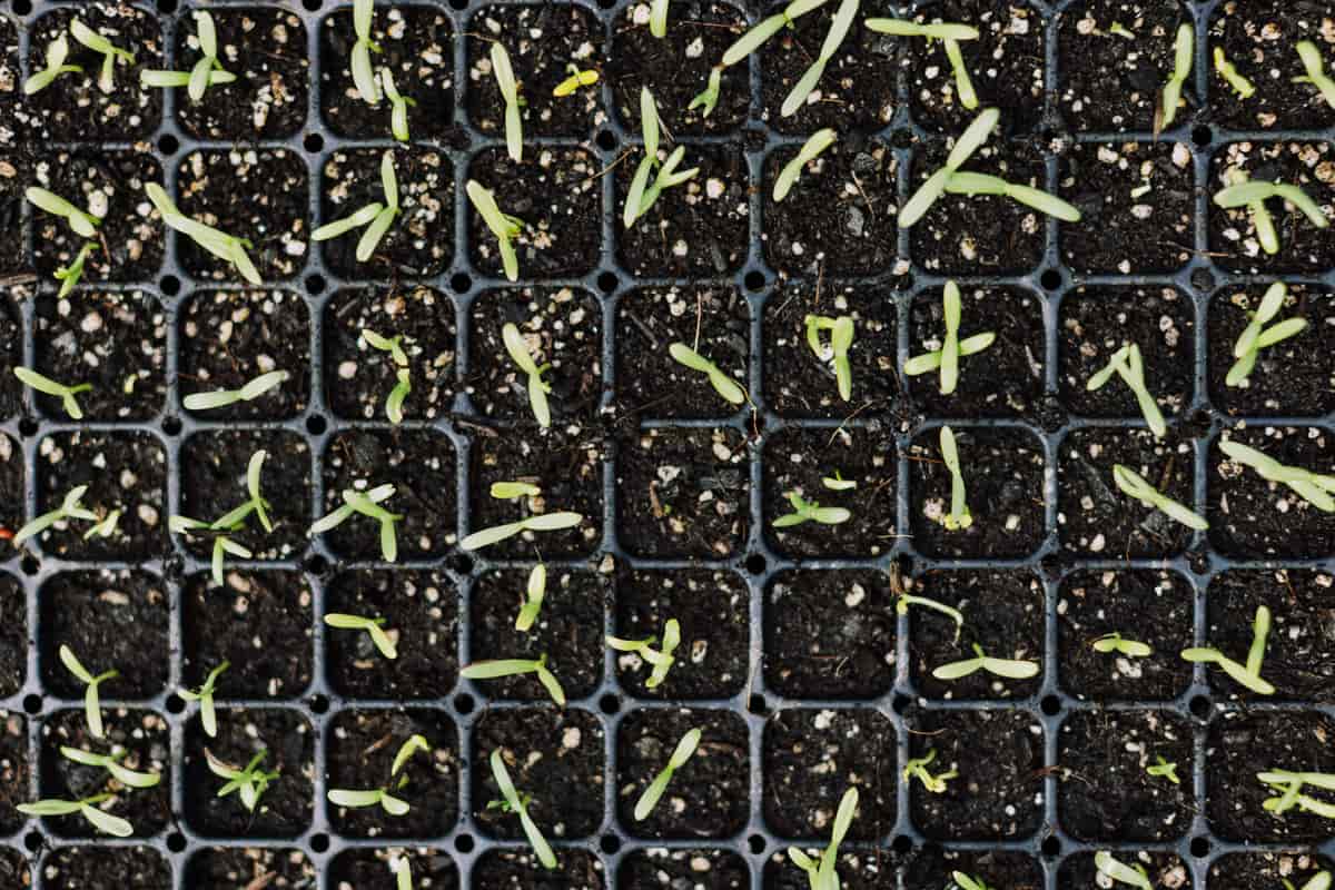 Trays of young seedlings growing under linked LED strip lights