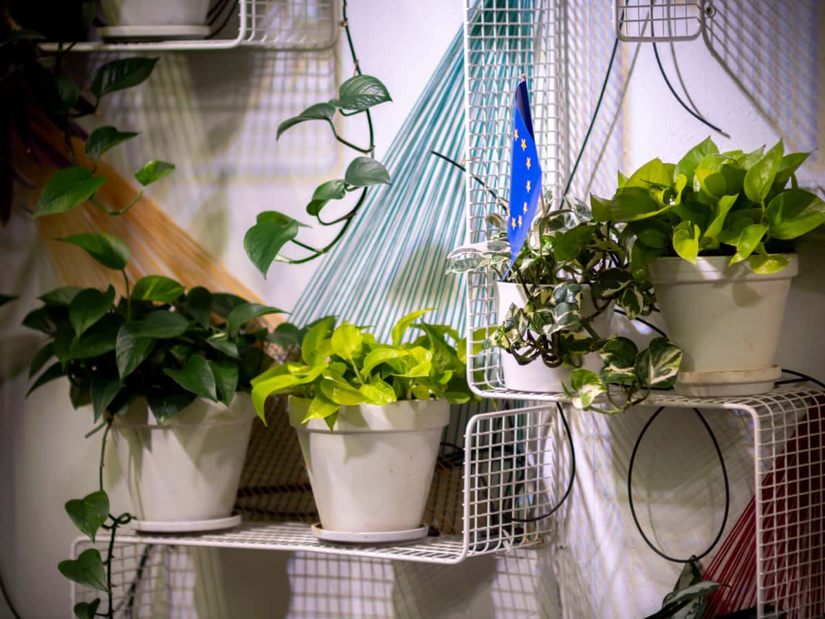 A metal wire shelving rack holding plants under mounted grow lights
