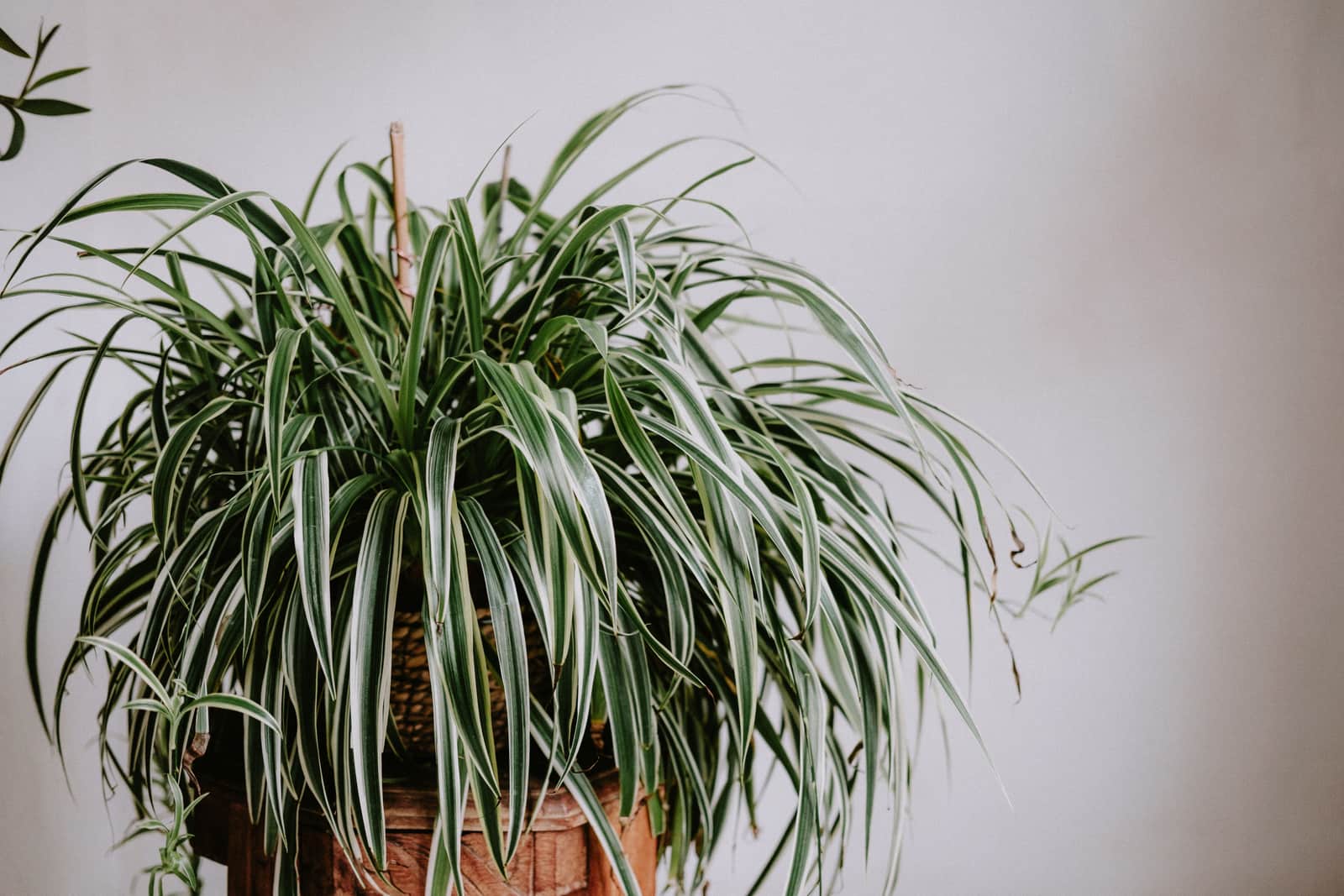 A lush spider plant in a wicker hanging basket against a white wall