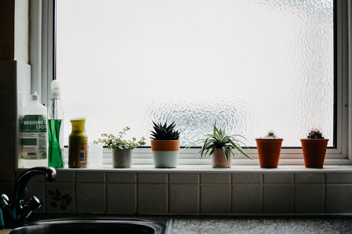 A collection of small succulents in pots on a bright windowsill