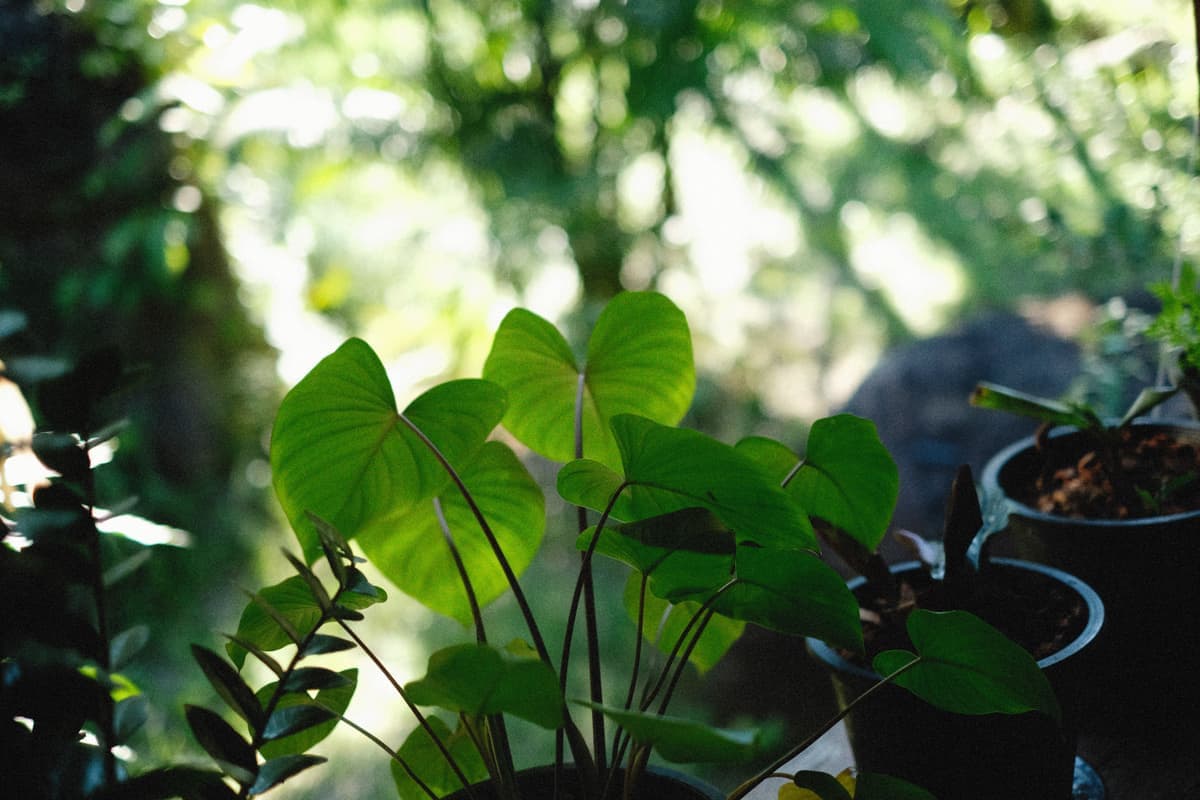 Potted plants on a windowsill with light falling across the leaves