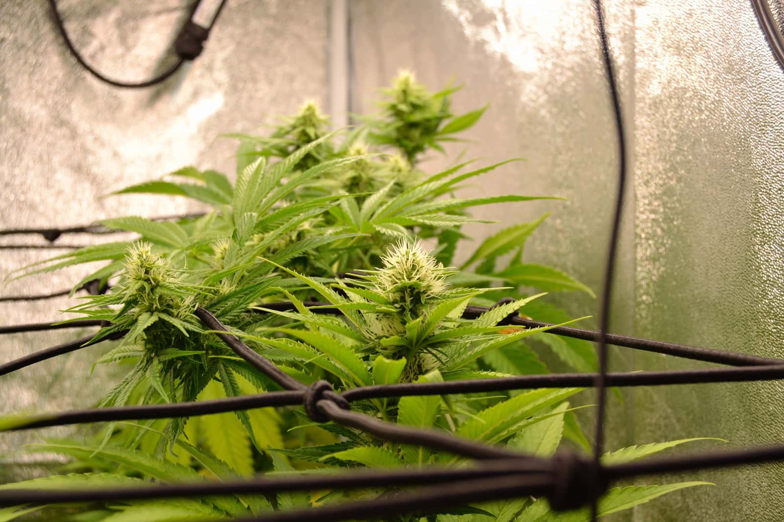 The interior of a grow tent with reflective walls and plants inside