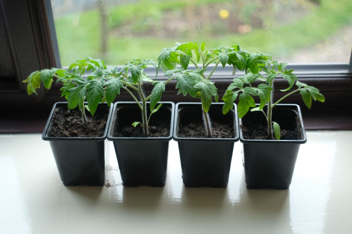 Young tomato seedlings growing in small pots indoors