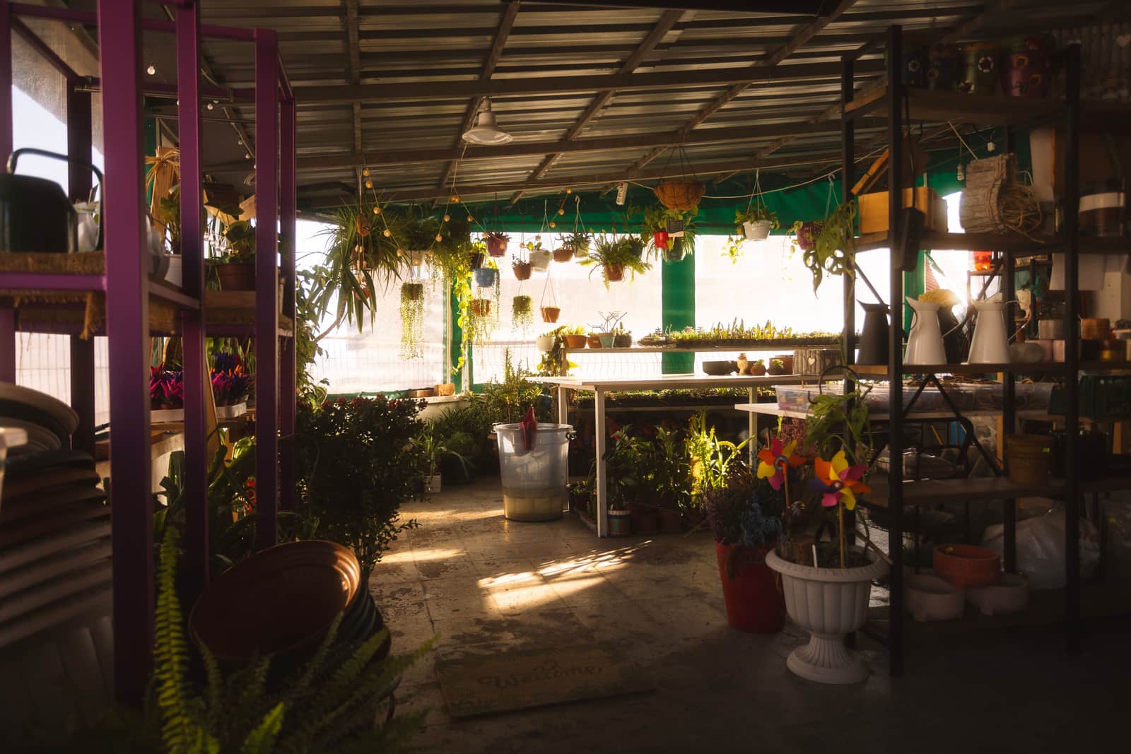 Shelving units holding plants inside a plant store