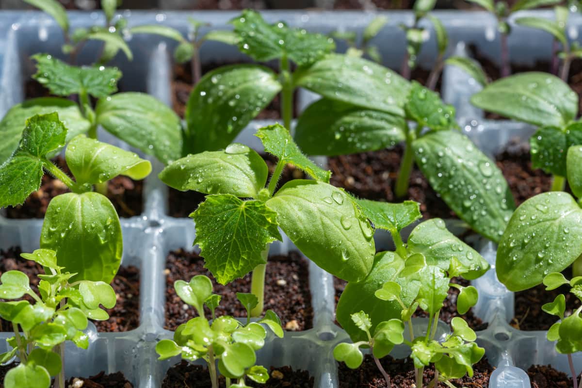 Seedlings in a tray being watered under an indoor growing setup