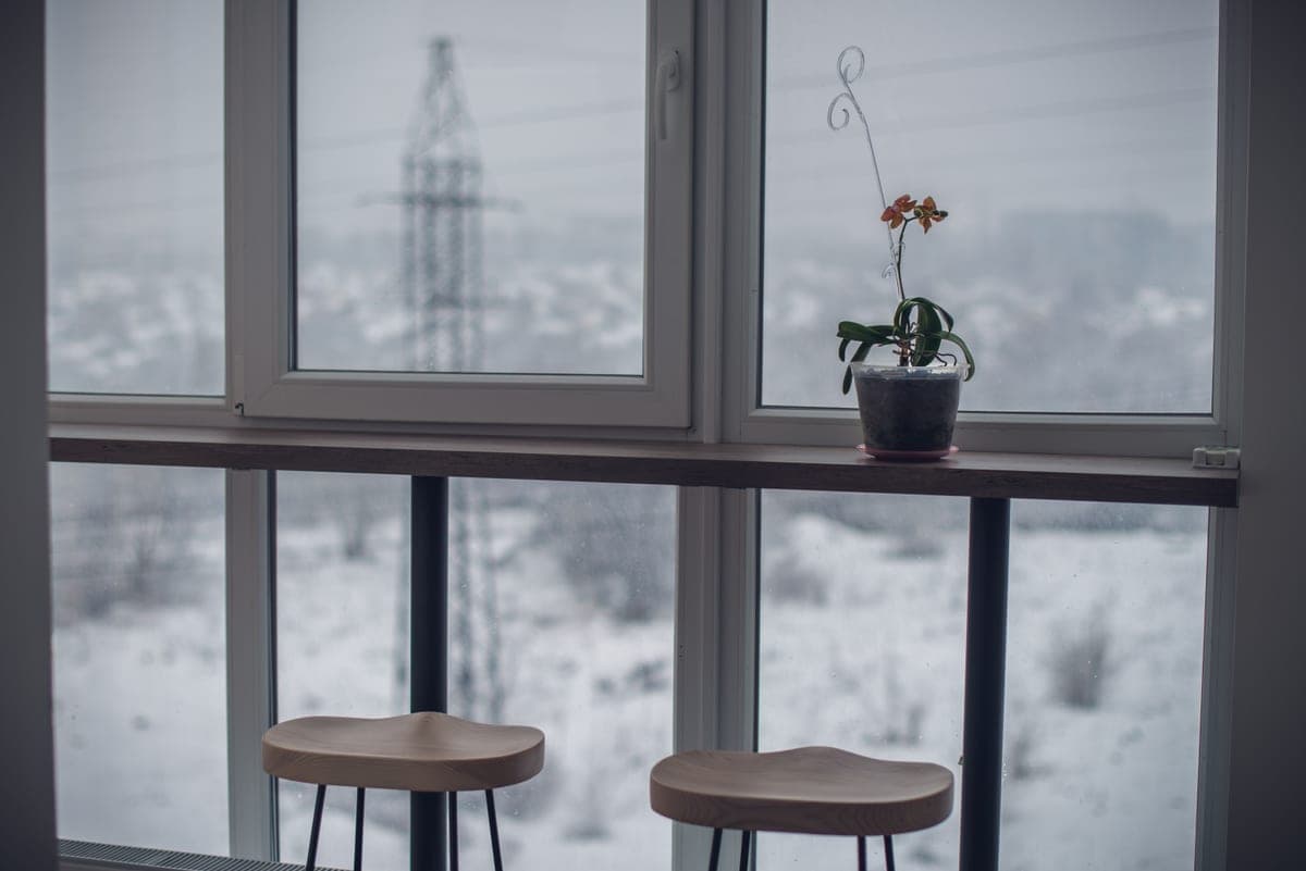 A houseplant beside a gray window on a short winter day