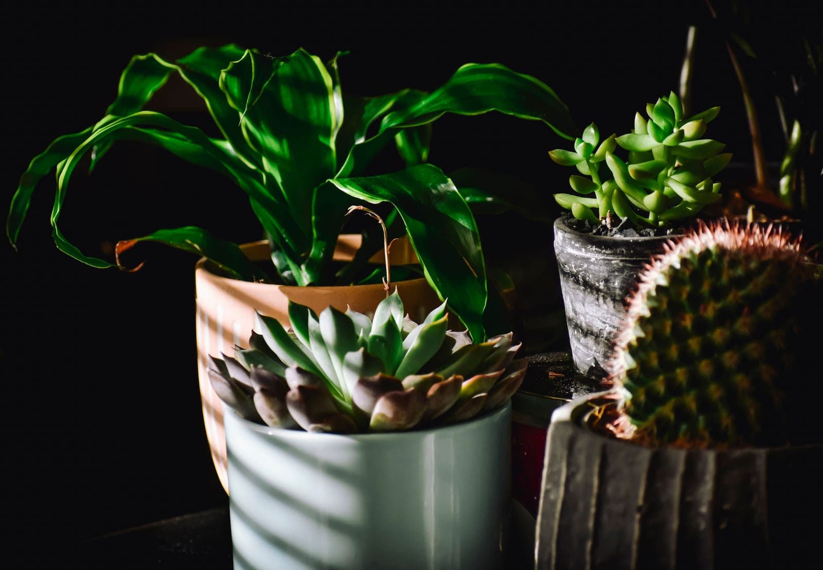 A variety of potted succulent plants lit from above, their textures picked out in light and shadow