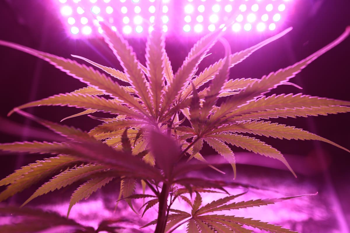 Several different grow light fixtures arranged on a workbench for comparison