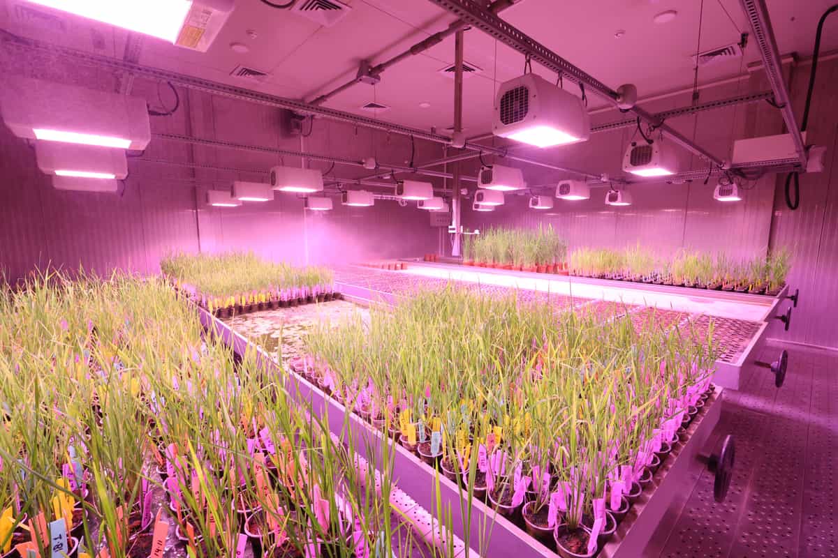 A square white LED grow panel hanging above leafy seedlings indoors