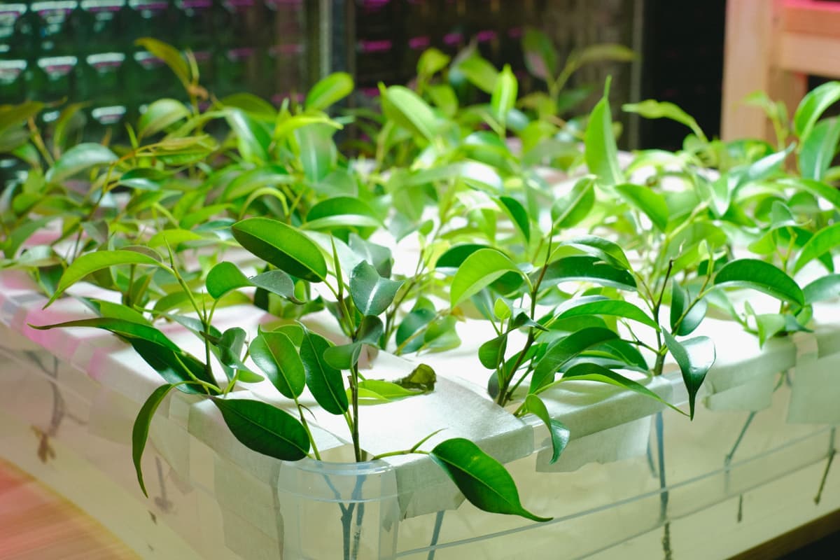 A white-light LED grow panel over young plants in a home growing space