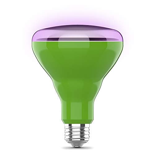 A screw-in LED grow bulb in a desk lamp aimed at a potted houseplant